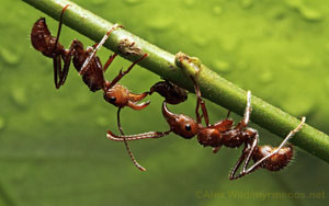 Las sorprendentes hormigas
