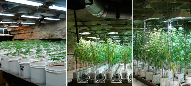 Interior de una casa americana con cultivos hidropónicos (marihuana)